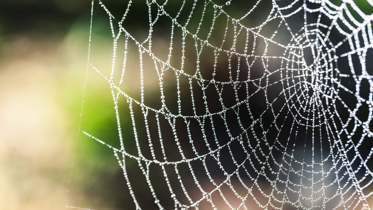 Incredible Facts About Spiders