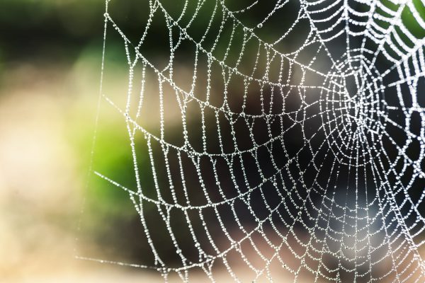 Incredible Facts About Spiders
