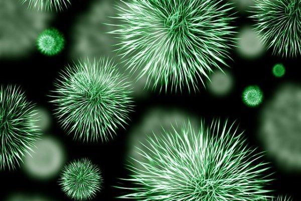 bacteria
