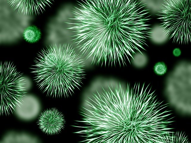 bacteria