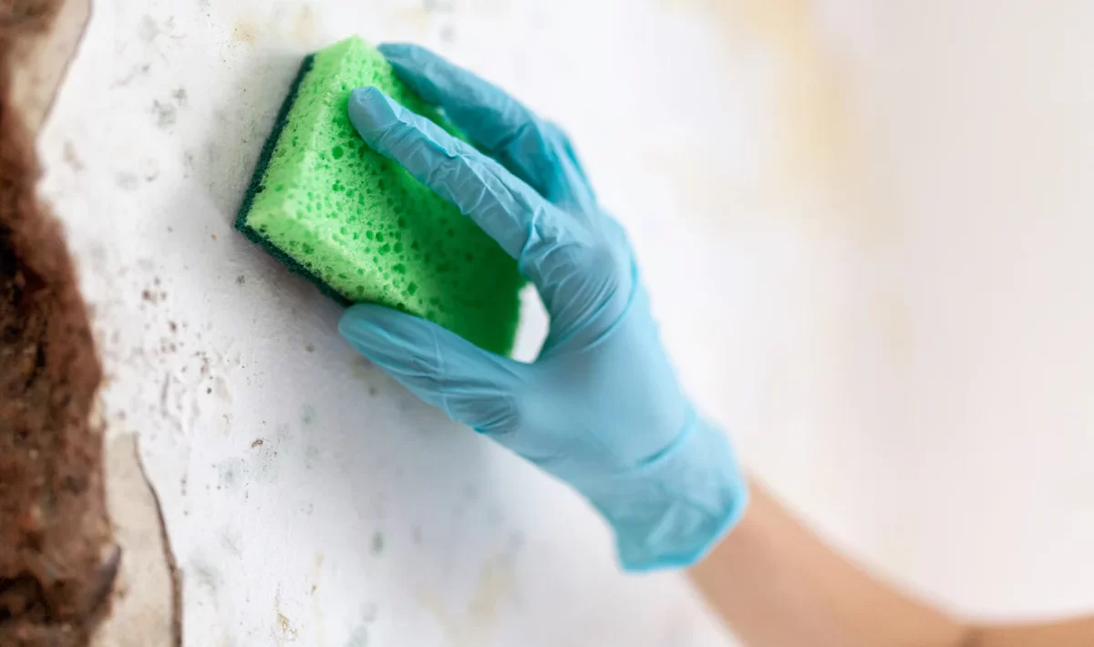 Mold Remediation: The Basics and Process for Mold Removal
